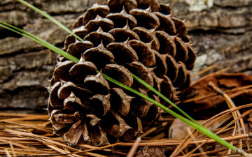 Картинка природа шишки +жёлуди +каштаны трава размытость шишка стебельки