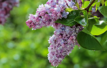 Картинка цветы сирень цветение цветки лепестки