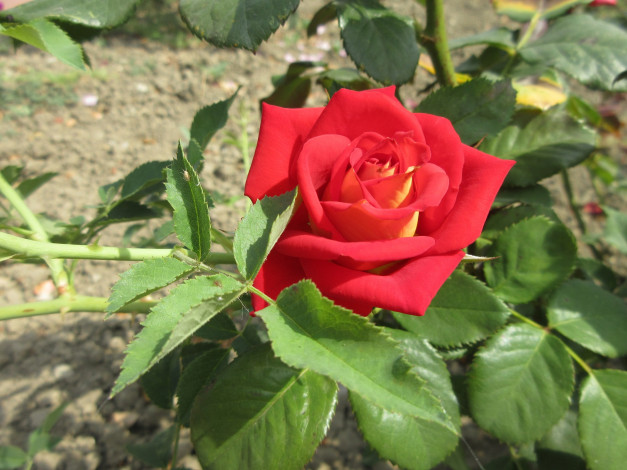 Обои картинки фото цветы, розы, красная, роза