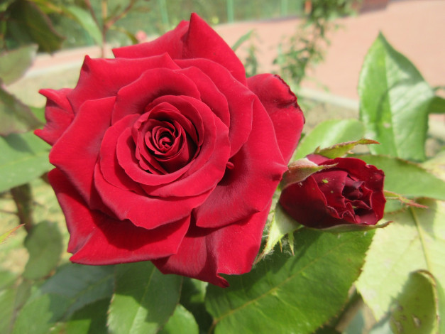 Обои картинки фото цветы, розы, красные