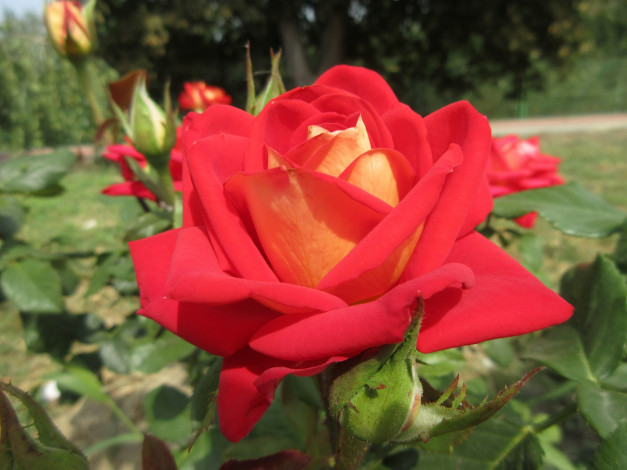 Обои картинки фото цветы, розы, роза