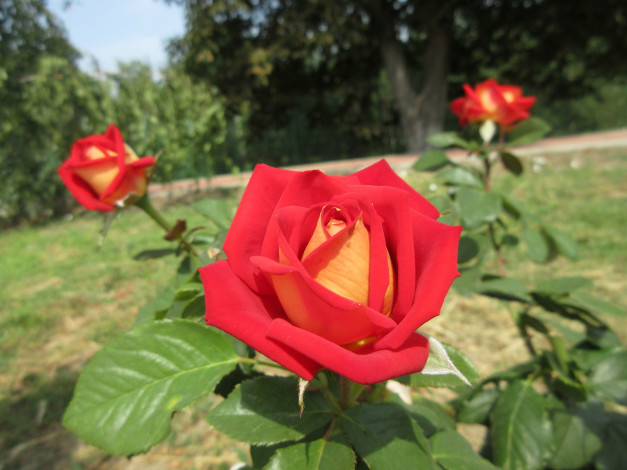 Обои картинки фото цветы, розы, роза, красная