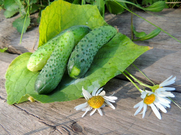 Обои картинки фото еда, огурцы, дача, красота, лето, натюрморт, овощи
