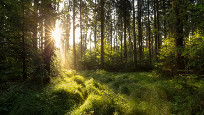 Обои картинки фото природа, лес, деревья