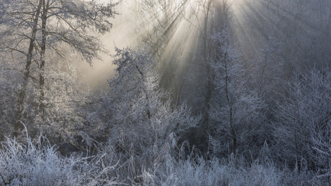 Обои картинки фото природа, зима, снег