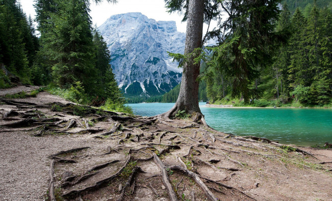 Обои картинки фото природа, реки, озера, река, лес