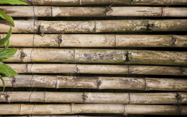 Обои картинки фото разное, текстуры, листья, фон, бамбук