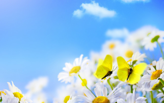 Обои картинки фото животные, бабочки,  мотыльки,  моли, облака, ромашки