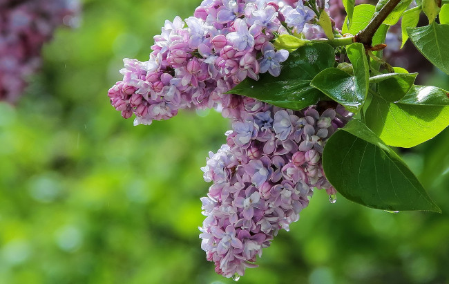 Обои картинки фото цветы, сирень, цветение, цветки, лепестки