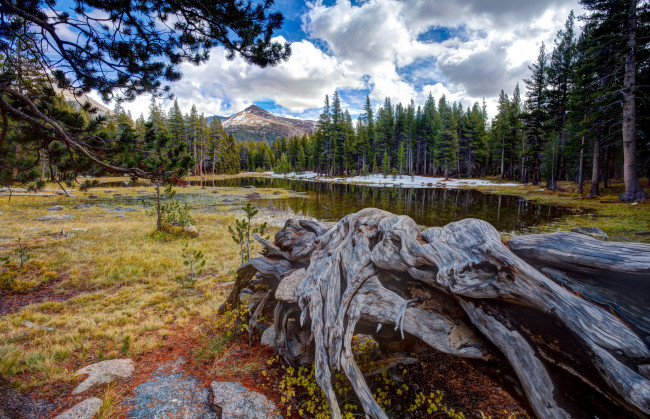 Обои картинки фото природа, реки, озера, река, лес