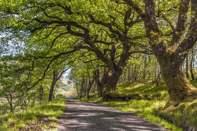 Обои картинки фото природа, дороги, река, лес