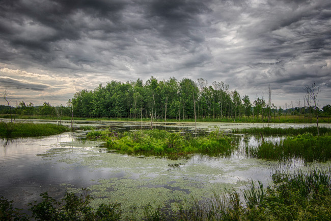 Обои картинки фото природа, реки, озера, река, лес