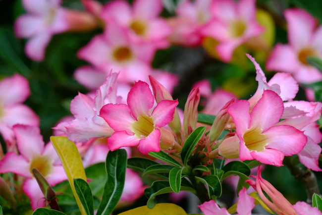 Обои картинки фото цветы, адениум,  мандевилла, пустынная, роза