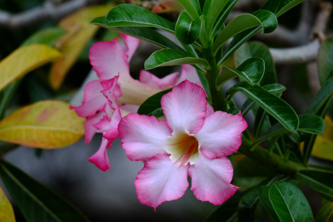Обои картинки фото цветы, адениум,  мандевилла, роза, пустынная