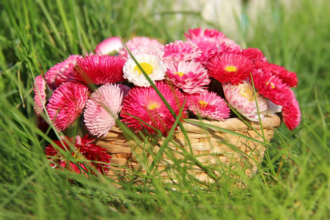 Обои картинки фото цветы, маргаритки, цветение, корзина, трава
