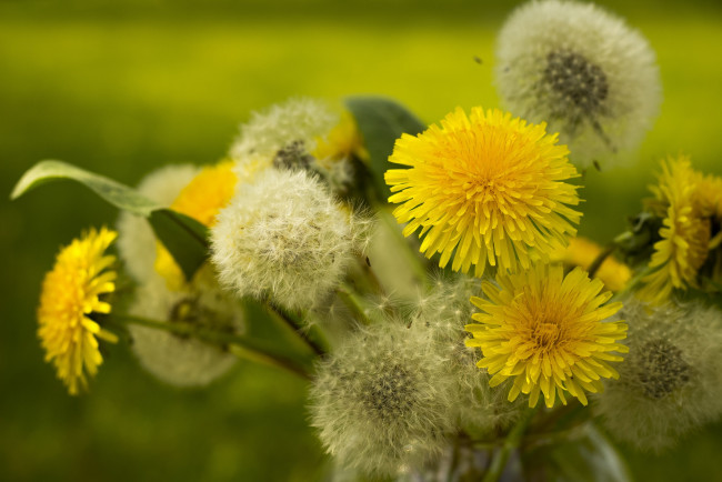 Обои картинки фото цветы, одуванчики, желтый, цветение