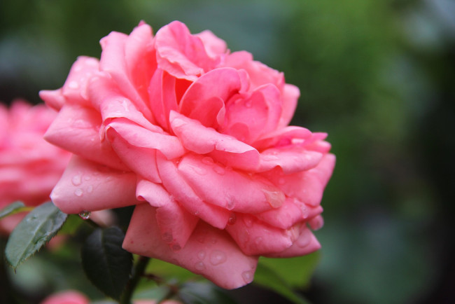 Обои картинки фото цветы, розы, роза, бутон, лепестки, листья, цветение, rose, bud, petals, leaves, blossoms