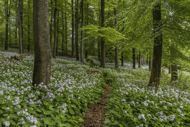 Обои картинки фото природа, дороги, тропика