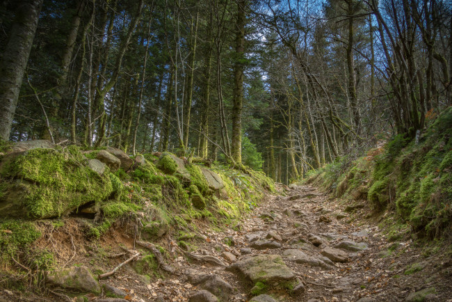 Обои картинки фото природа, лес, деревья