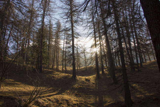 Обои картинки фото природа, лес, деревья