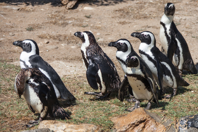 Обои картинки фото животные, пингвины, забавные, стая