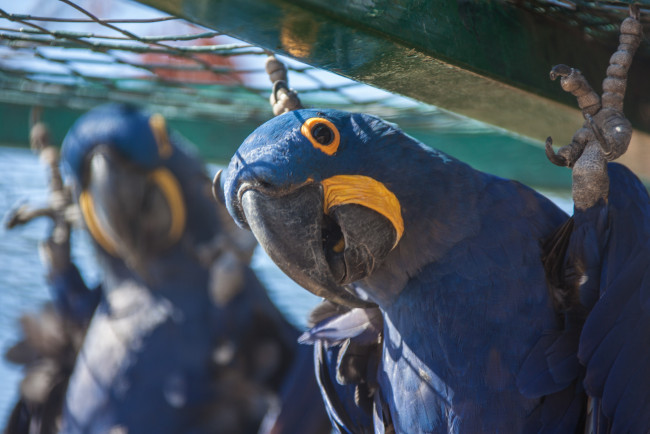 Обои картинки фото животные, попугаи, попугай, клювик, перья, окрас, птица