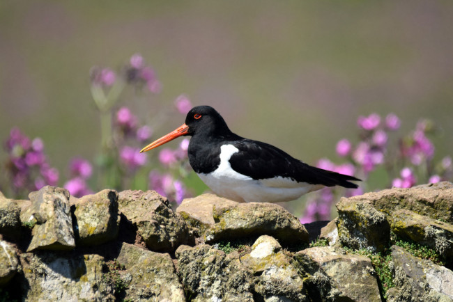 Обои картинки фото животные, птицы, перья, окрас, птица, клюв