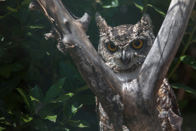 Обои картинки фото животные, совы, птица, сова, окрас, перья