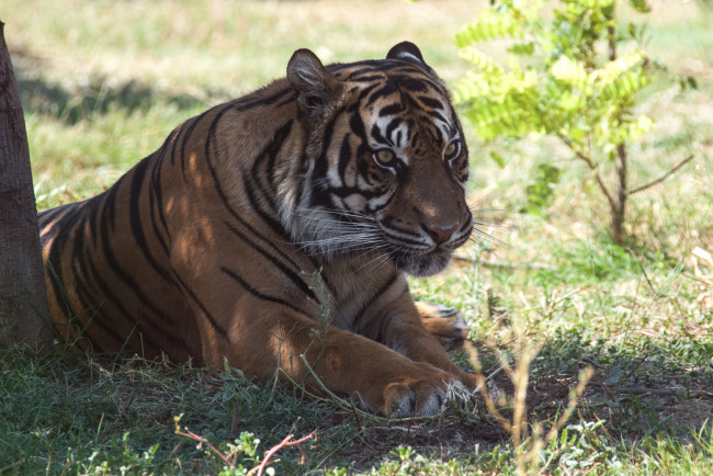 Обои картинки фото животные, тигры, отдых, камни, тигр, кошка, амурский