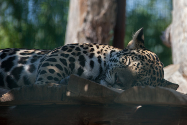 Обои картинки фото животные, Ягуары, взгляд, морда, кошка, ягуар