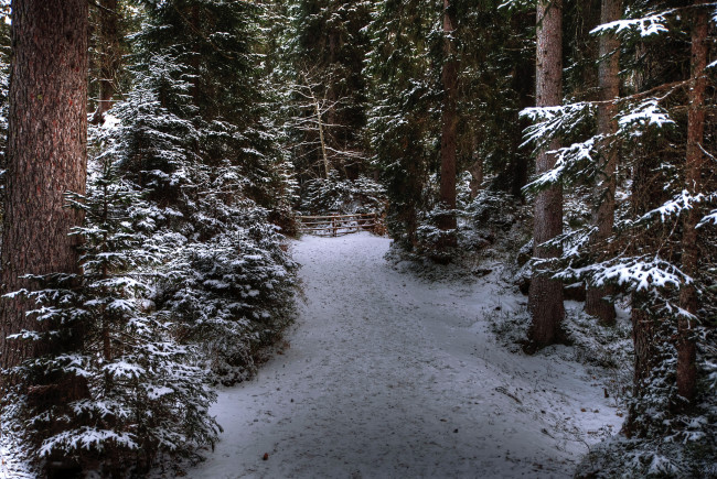 Обои картинки фото природа, лес, деревья