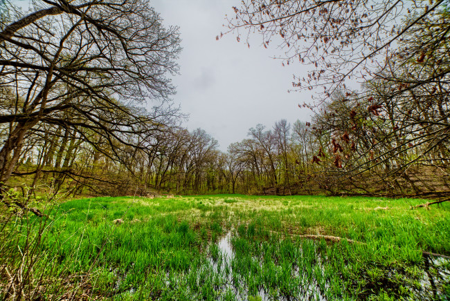 Обои картинки фото природа, реки, озера, река, лес