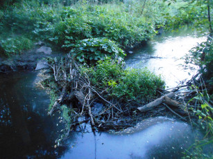 Картинка природа лес деревья вода