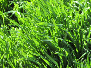 Картинка природа макро весна 2018