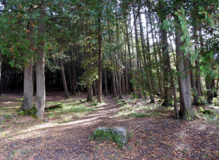 Картинка природа лес сосны