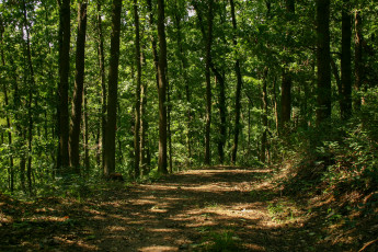 Картинка природа лес path деревья тропа trees forest