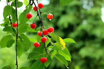 обоя природа, Ягоды, вишни