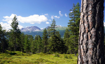 Картинка природа лес елки горы