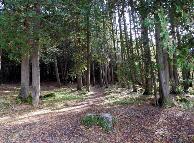 Обои картинки фото природа, лес, сосны