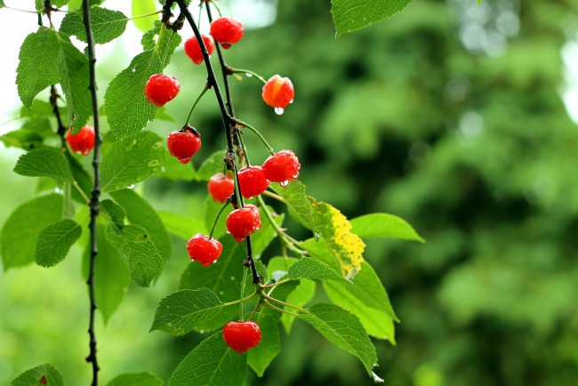 Обои картинки фото природа, Ягоды, вишни