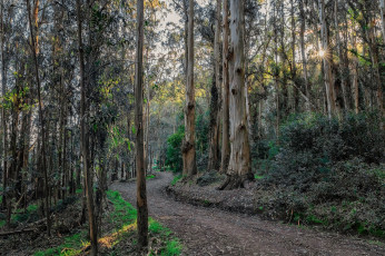 Картинка природа лес простор