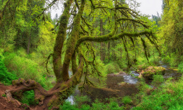 Картинка природа лес простор