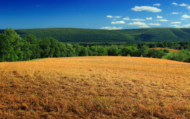 Обои картинки фото природа, поля, холмы, поле, деревья