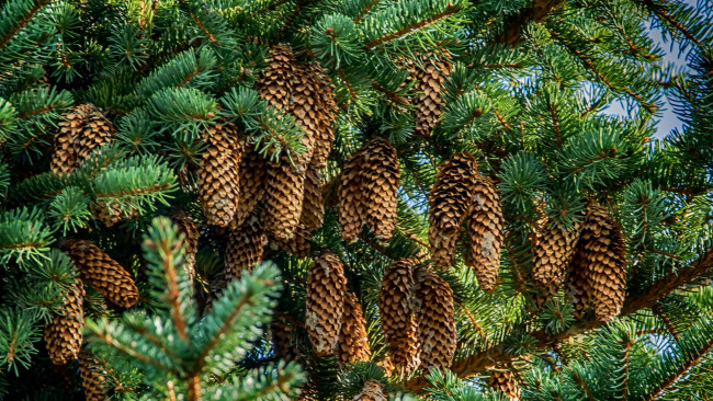 Обои картинки фото природа, шишки,  жёлуди,  каштаны