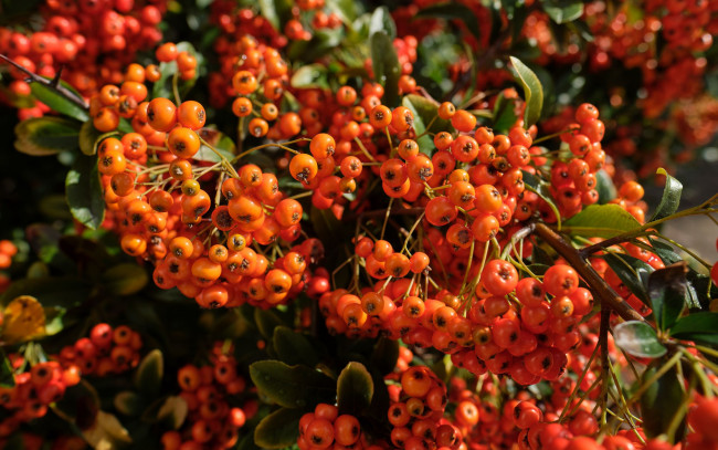 Обои картинки фото пираканта, природа, ягоды