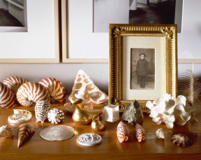 Картинка разное ракушки кораллы декоративные spa камни