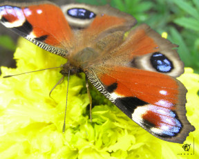 обоя животные, бабочки