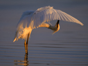 Картинка bending over backwards snowy egret животные цапли
