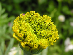 Картинка цветы