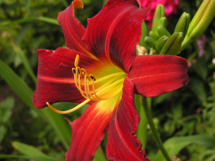 Картинка цветы лилии лилейники